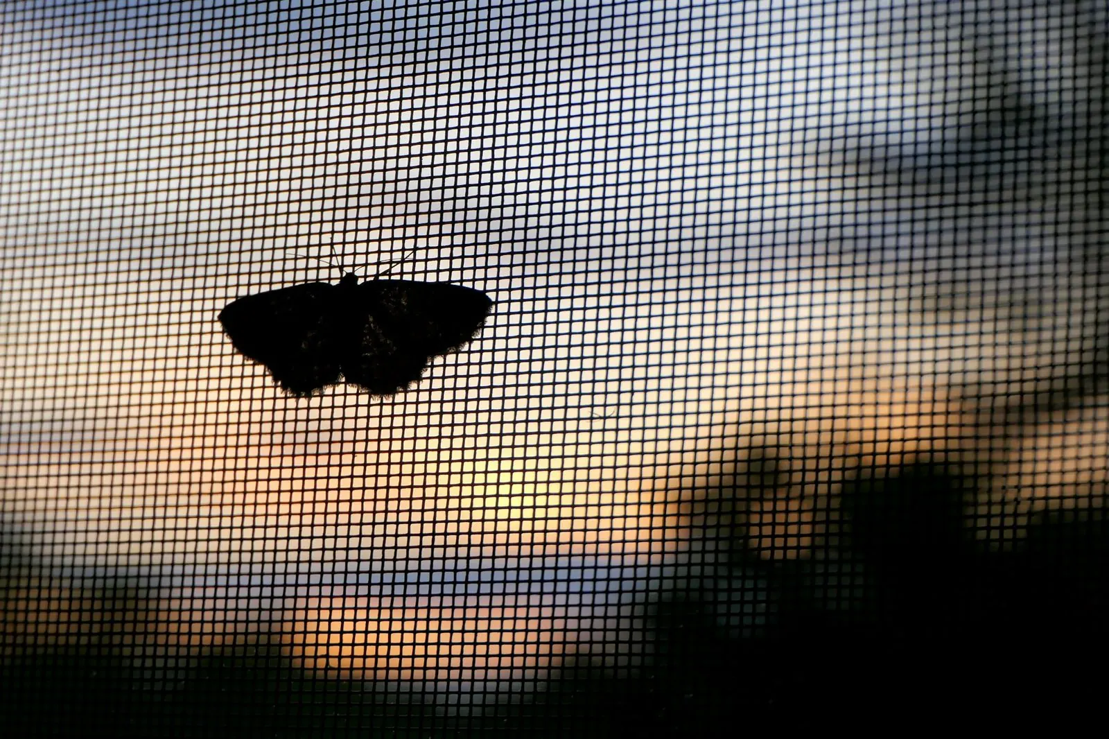 Nachtfalter auf einem feinmaschigen Insektenschutzgitter vor einem Abendhimmel